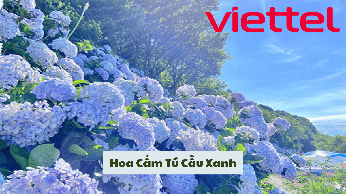 Hoa Cẩm Tú Cầu Xanh