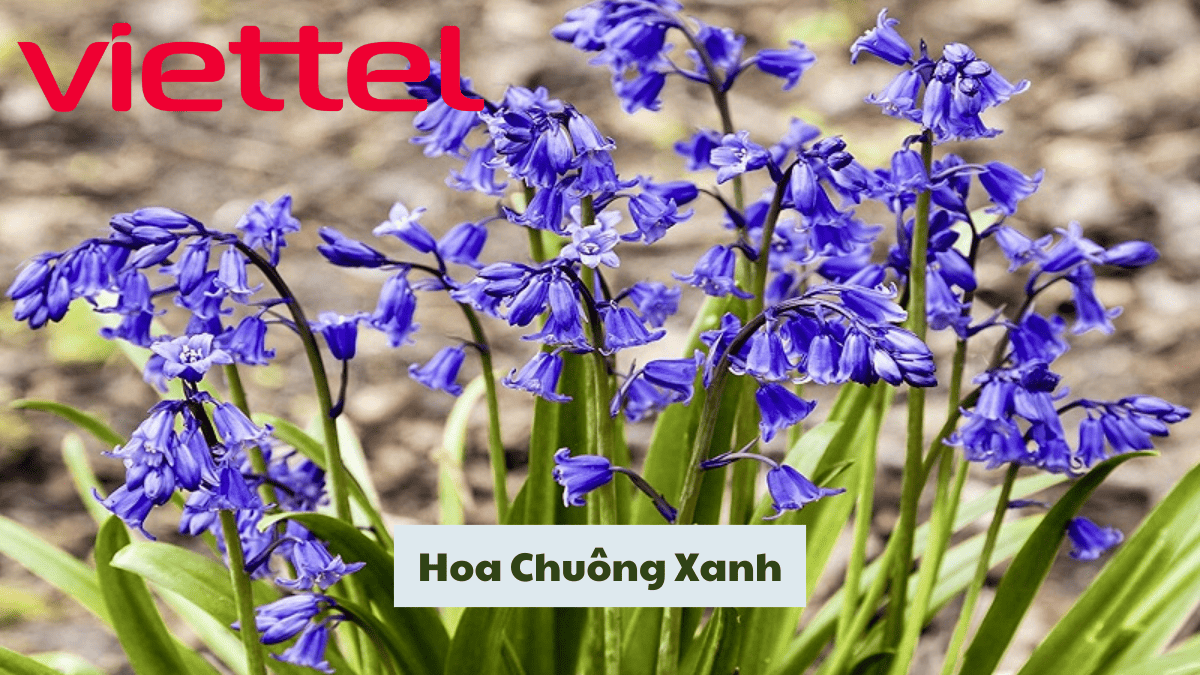 Hoa Chuông Xanh Hợp Với Người Mệnh Mộc