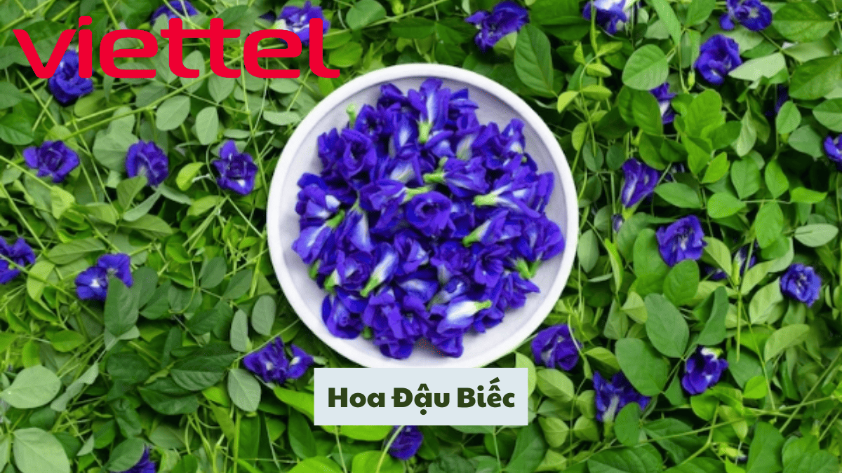 Hoa Đậu Biếc